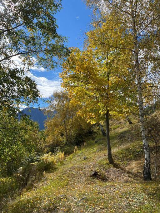 Casa Del Cios Calda E Intima Casetta Immersa Nel Verde Delle Montagne Alpe Basciumo Eksteriør bilde