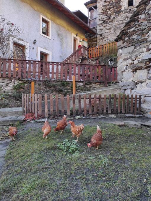 Casa Del Cios Calda E Intima Casetta Immersa Nel Verde Delle Montagne Alpe Basciumo Eksteriør bilde