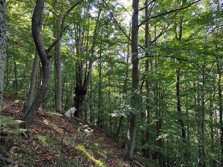 Casa Del Cios Calda E Intima Casetta Immersa Nel Verde Delle Montagne Alpe Basciumo Eksteriør bilde